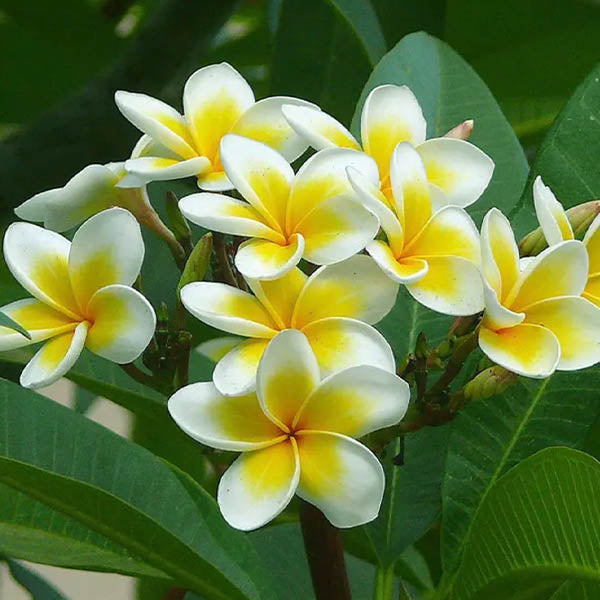 Nadira Begum Champa Chambeli Candle